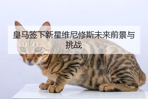皇马签下新星维尼修斯未来前景与挑战